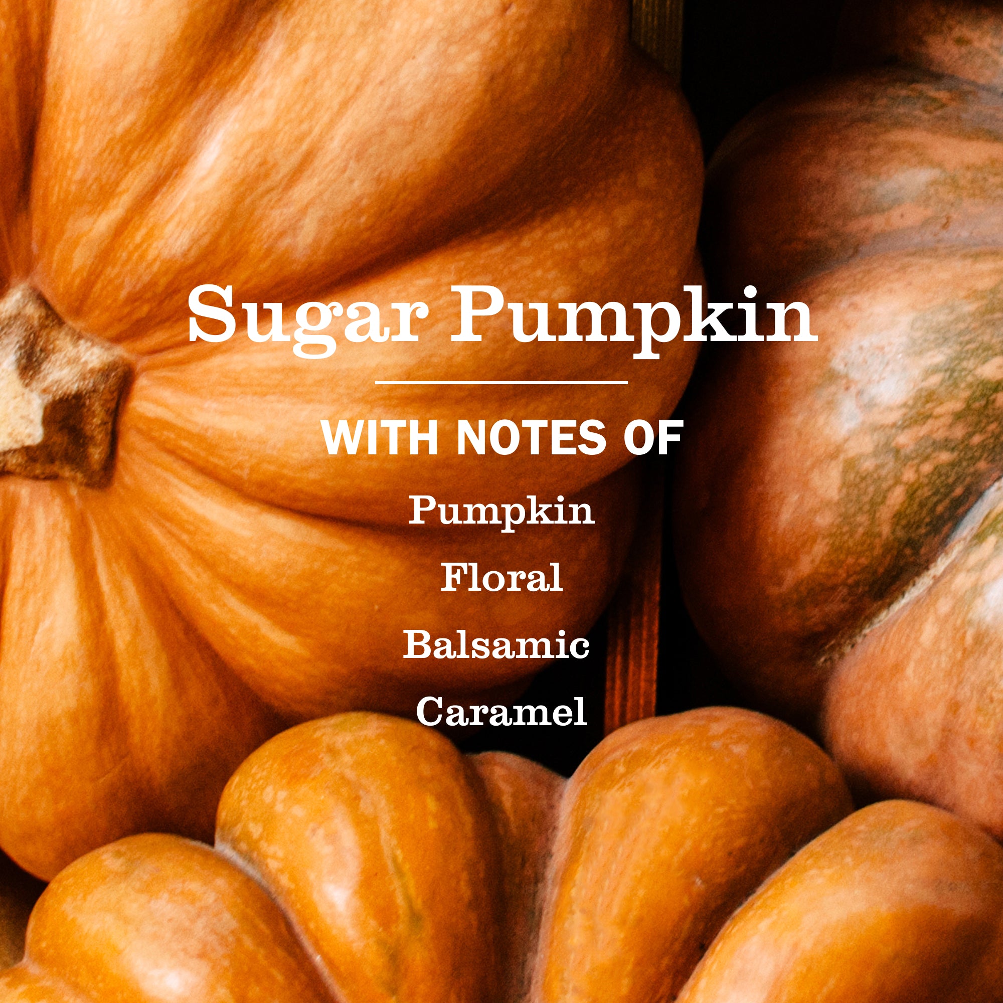 Sugar Pumpkin Dish Soap 3-count Bundle - Image 3